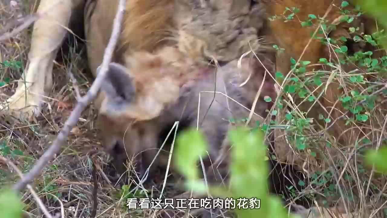 雄狮将在下场比赛中迎战布莱斯基